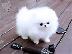 PoulaTo: Pomeranian Boo